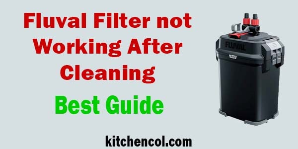 Fluval Filter not Working After Cleaning-Best Guide